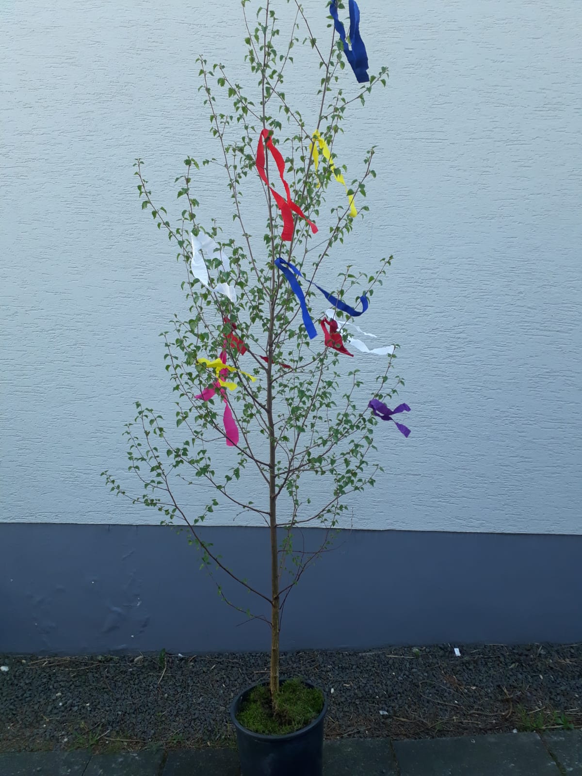 Kleiner Maibaum Im Topf